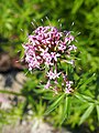 Phuopsis stylosa, Kozłówka długoszyjkowa, 2019-06-07