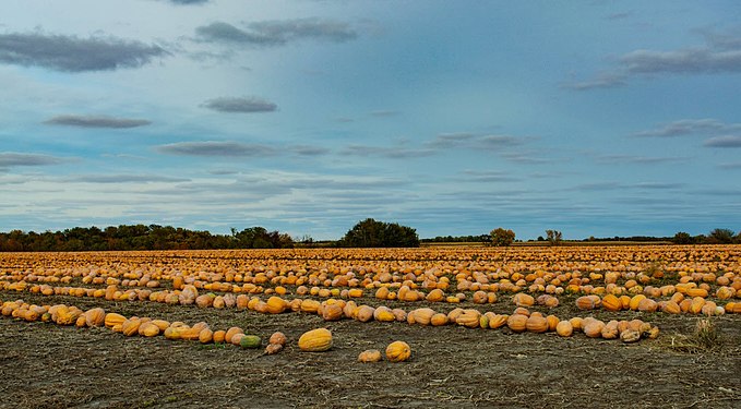 Pie pumpkins ready for harvest near Princeville, Illinois USA