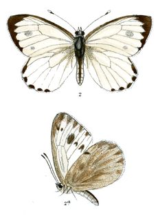 Pieris deota