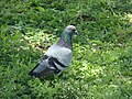 Common Rock Pigeon walking across the grass.