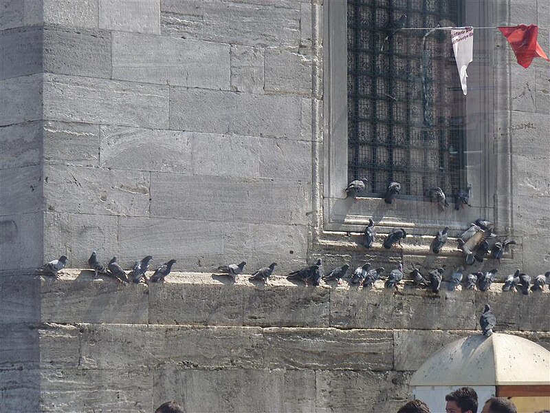 File:Pigeons sitting on Sultan Ahmed Mosque.JPG