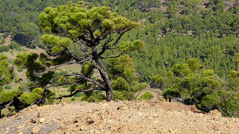 File:Pinares canarios de El Hierro 00.jpg