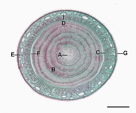 Tập_tin:Pinus_mature_stem_L.jpg