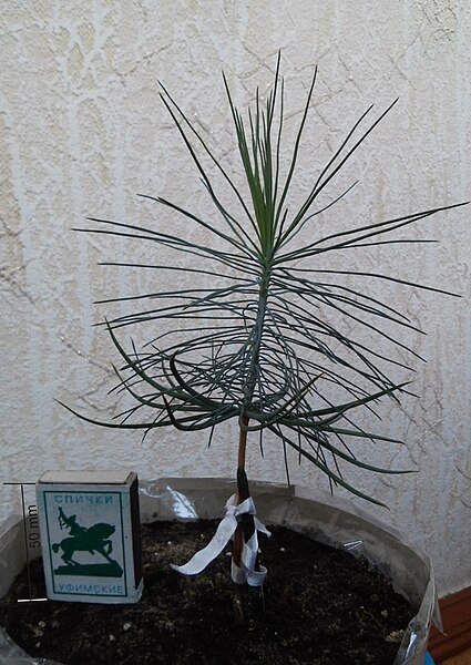 File:Pinus sabiniana from Crimea, Yalta.jpg