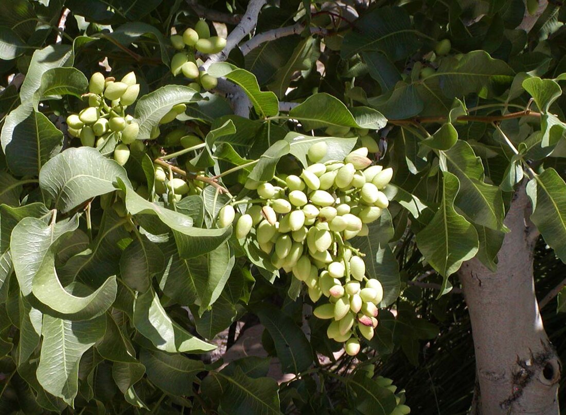 Pistacia vera