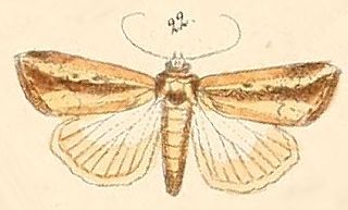 <i>Leucania tacuna</i> Species of moth