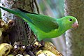 Обычный попугай (Brotogeris tirica) - ест банан-6.jpg