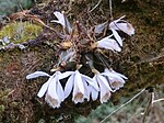 Vignette pour Pleione humilis