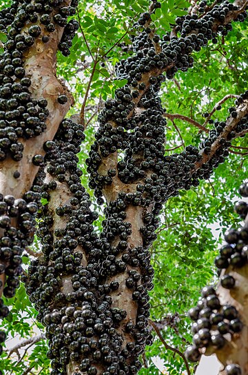 Jabuticaba