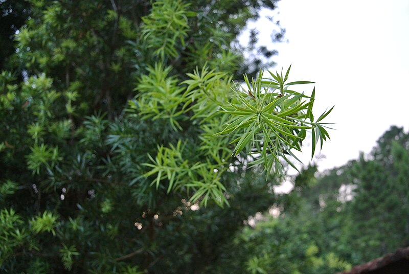 File:Podocarpus angustifolius 02.JPG