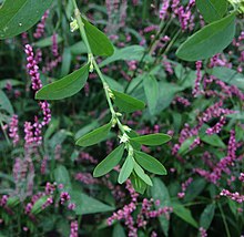 Polygonum erectum.jpg 