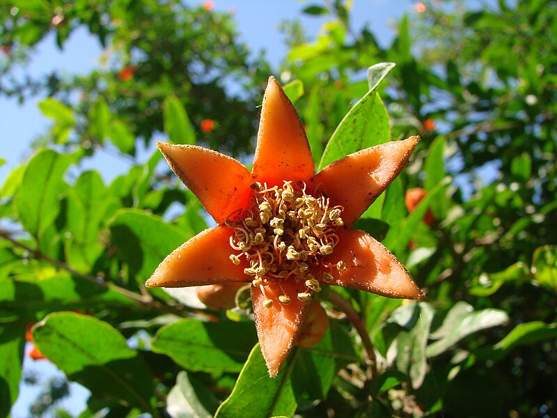 File:Pomegranate Blossom.jpg