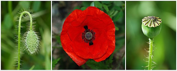 Three stages of a Common Poppy flower