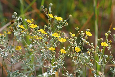 Pięciornik srebrny (Potentilla argentea, wydma brunatna, 2022-06-29