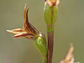 Side view of P. caudiculum flower