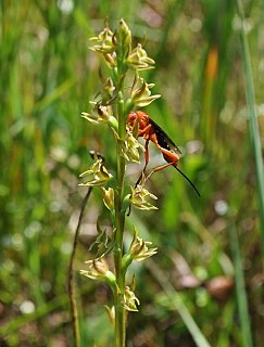 <i>Prasophyllum viretrum</i> species of plant