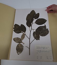 Christchurch Botanic Garden Herbarium'da Lawrie Metcalf tarafından toplanan preslenmiş Griselinia littoralis örneği