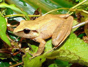 Beskrivelse af billedet Pristimantis Achatinus01.jpg.