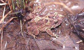 Proceratophrys avelinoi