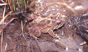 Descrizione dell'immagine Proceratophrys avelinoi.jpg.