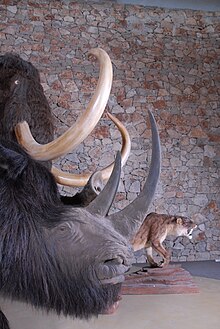Profil du troupeau prehistorique - Musée de Préhistoire des gorges du Verdon.jpg