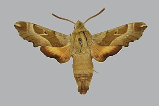 <i>Proserpinus gaurae</i> Species of moth