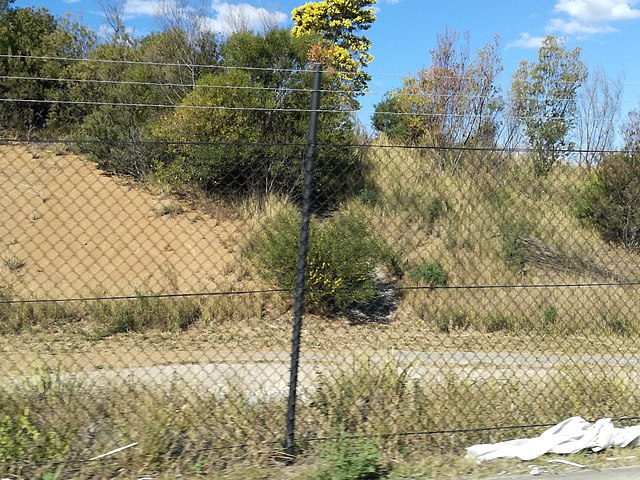 The flora of the quarried hill on Prospect Highway.