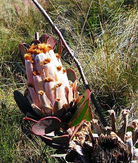 Protea speciosa