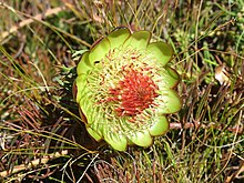 Protea witzenbergiana 94973312.jpg