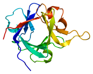 Fibroblast growth factor 12 is a protein that in humans is encoded by the FGF12 gene.
