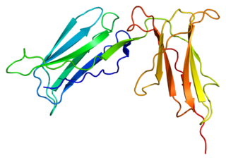 KIR2DS4 protein-coding gene in the species Homo sapiens