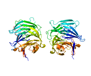 <span class="mw-page-title-main">Regucalcin</span> Protein-coding gene in the species Homo sapiens