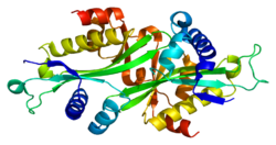 Белок SAT1 PDB 2b3u.png