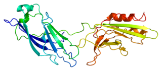 SYT3 protein-coding gene in the species Homo sapiens