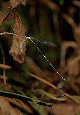 Protosticta gravelyi, male