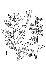 Vignette pour Prunus gracilis