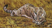 Restoration of the Miocene cat Pseudaelurus Pseudaelurus cropped.png