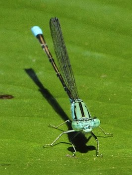 Pseudagrion coeleste