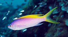 Pseudanthias evansi.jpg