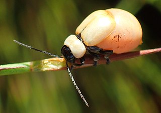 <i>Pseudorupilia</i> Genus of leaf beetles