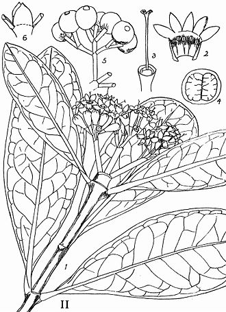 Plate from T. R. Sim's "The Forests and Forest Flora of the Colony of the Cape of Good Hope" Psychotria capensis00.jpg