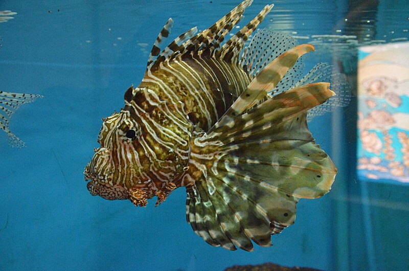 File:Pterois at El Gouna Aquarium by Hatem Moushir 2.JPG