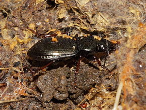 Afbeelding Beschrijving Pterostichus oblongopunctatus (Carabidae) (7817468706) .jpg.
