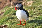 Puffin IMG 8330 (13959986285).jpg