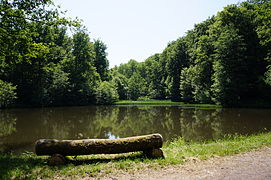 Una piccola panchina in legno si affaccia su uno specchio d'acqua circondato da alberi e vegetazione.