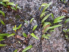 Description de l'image Pyrossia confluens growing as lithophyte.jpg.