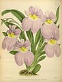 Miltoniopsis vexillaria (as syn. Odontoglossum vexillarium) Plate 348 in: R.Warner - B.S.Williams: The Orchid Album (1882-1897)