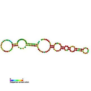 <span class="mw-page-title-main">Small nucleolar RNA SNORA43</span> Non-coding RNA molecule which functions in the biogenesis of other small nuclear RNAs