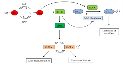 Role and regulation of ROCK ROCK protein function.svg