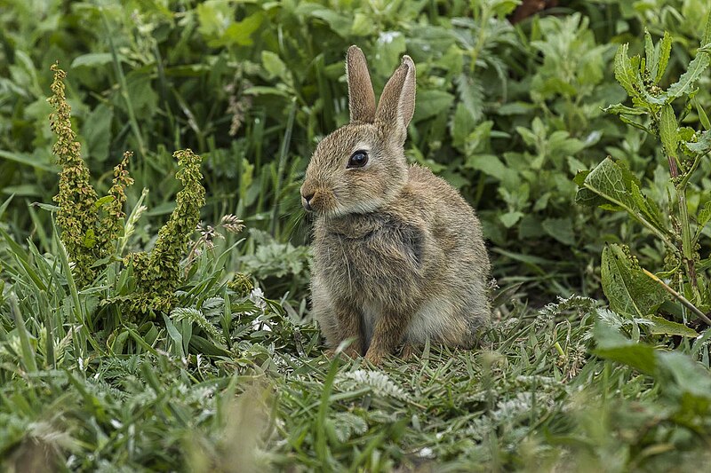 File:Rabbit - Farne Is - FJ0A3006 (36165832712).jpg